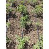Talajtakaró vegyes mulcs 70L-es kiszerelésben