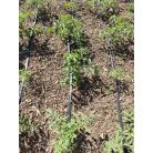 Talajtakaró vegyes mulcs 70L-es kiszerelésben-34%!