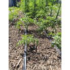 Talajtakaró vegyes mulcs 70L-es kiszerelésben-34%!